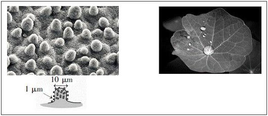 荷葉表面的微觀結構及超疏水效果